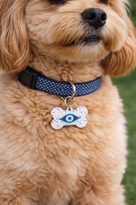 Close-up of a dog wearing a collar with a bone-shaped tag featuring an eye design.