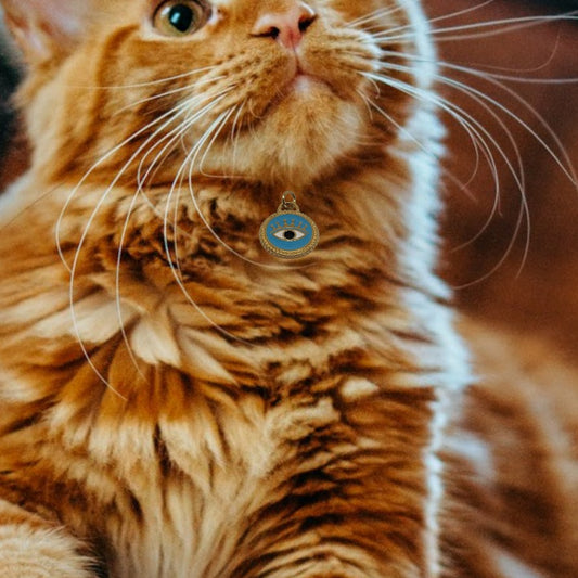 Evil Eye Cat/Dog Collar Charm - Pet Protection - Pet Gift