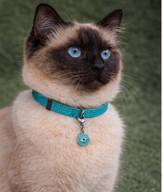 Cat wearing a turquoise collar with a bell on a blurred green background