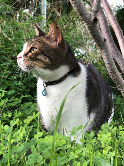 Medaillon Oeil Bleu Chat ou Chien - Protection 